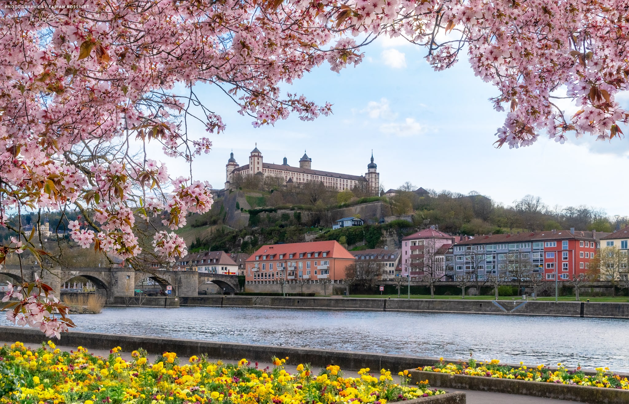 Festung Marienberg, Mainkai, Ufer, Frühling, April, Kirschblüten, Baum, SAKURA (Würzburg Wallpaper HD Wandbild Wandbilder Hintergrundbild Background)